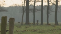 'Lichtjes in het bos', het wordt oorlog