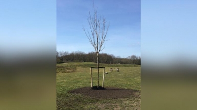 Canadese esdoorn symboliseert bevrijding Westerveld 