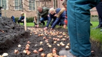 Bloembollen de grond in voor 75 jaar vrijheid