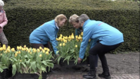 Freedom Flame Tulp geplaatst bij oorlogsmonument Warmenhuizen