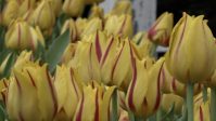 Freedom Flame Tulp gedoopt in Wageningen