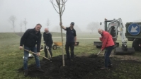 Canadese esdoorn symboliseert bevrijding Westerveld 